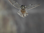 Boreal owl