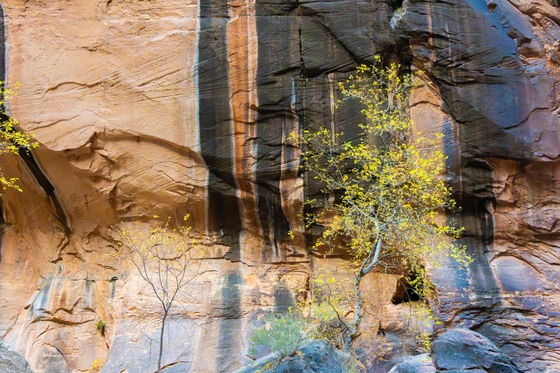 Zion National Park