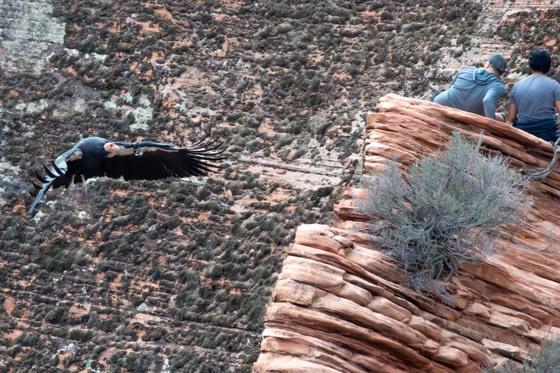 Zion National Park