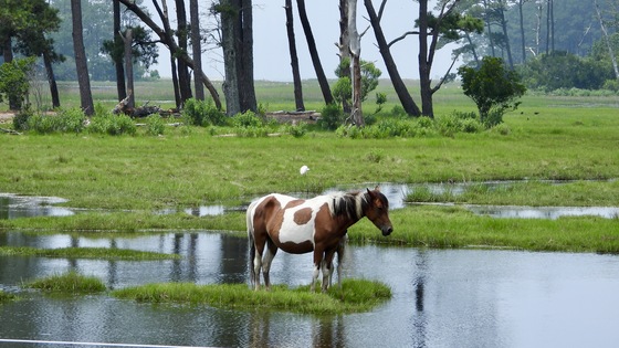 Chincoteague National Wildlife Refuge 