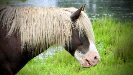 Chincoteague National Wildlife Refuge 