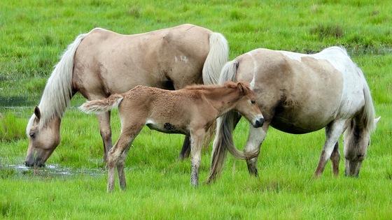Chincoteague National Wildlife Refuge 