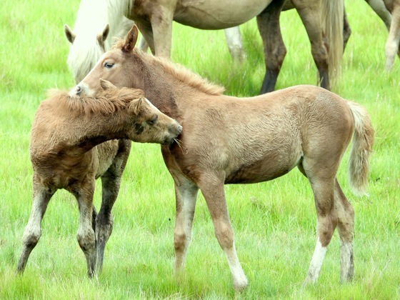 Chincoteague National Wildlife Refuge 