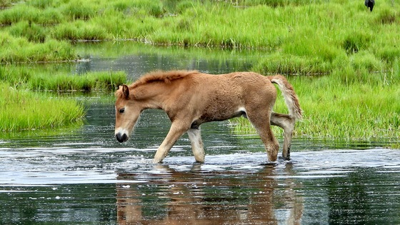 Chincoteague National Wildlife Refuge 