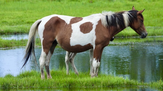 Chincoteague National Wildlife Refuge 