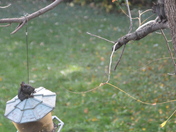 Squirrel hide and seek.