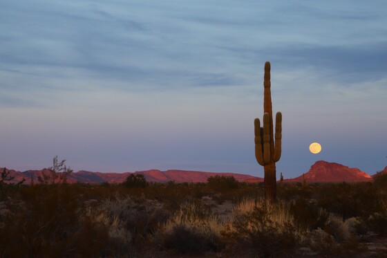 Kofa National Wildlife Refuge