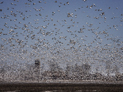 Snow Geese