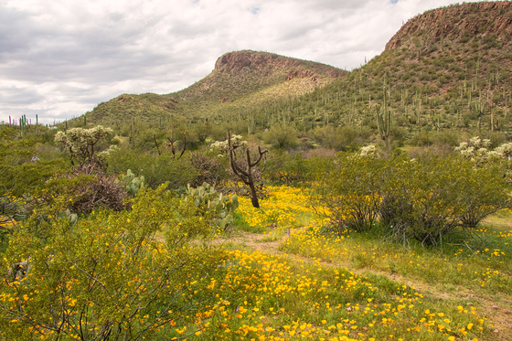 Saguaro National Park West