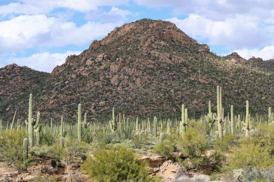 Saguaro National Park West