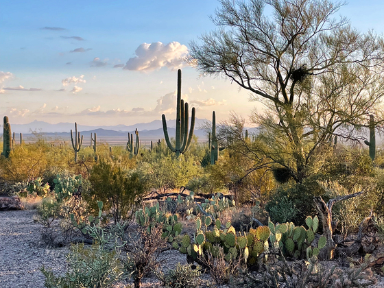 Saguaro National Park West