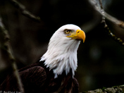 Victory 🎶🎶🎶