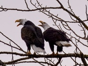 Victory 🎶🎶🎶