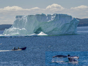 Iceberg in Twillingate 