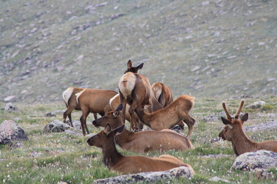 Rocky Mountain National Park 