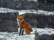 Snow and Fox