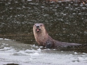 River Otter