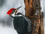 Pileated Woodpecker