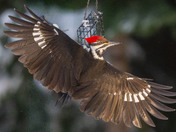 Pileated Woodpecker