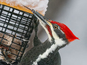 Pileated Woodpecker