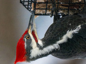 Pileated Woodpecker