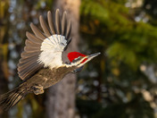 Pileated Woodpecker