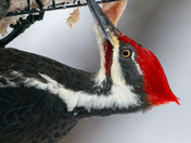 Pileated Woodpecker