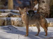 Coyote giving me a look