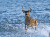 White tailed buck crossing the water and this was a special moment for sure 
