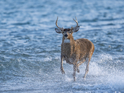 White tailed buck crossing the water and this was a special moment for sure 