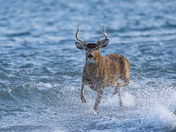 White tailed buck crossing the water and this was a special moment for sure 