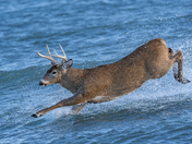 White tailed buck crossing the water and this was a special moment for sure 