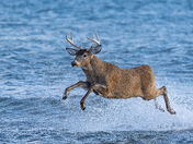 White tailed buck crossing the water and this was a special moment for sure 