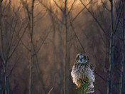 Evening Low Light Short-eared Owls