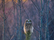 Evening Low Light Short-eared Owls