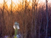 Evening Low Light Short-eared Owls
