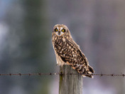 Short-eared Owl showing off its ears!