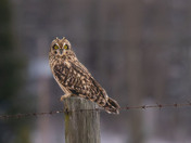 Short-eared Owl showing off its ears!