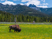 Yellowstone National Park