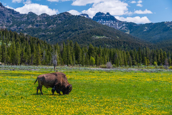 Yellowstone National Park