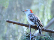 Flicker on Pine Branch