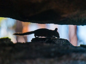 Kings Canyon National Park