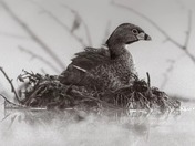 pied-billed grebe
