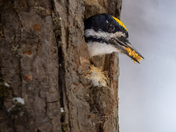 striped-backed woodpecker