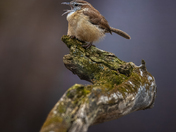 Carolina wren