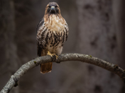 Red-tailed hawk