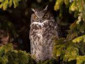 Greay horned owl