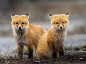 red foxes 