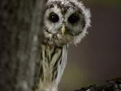 barred owlet