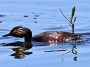 Tule Lake NWR